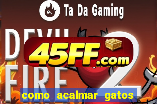 como acalmar gatos agitados a noite